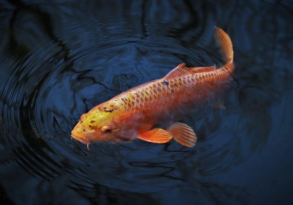 Carpe Koi : magnifique poisson d'ornement pour aquarium
