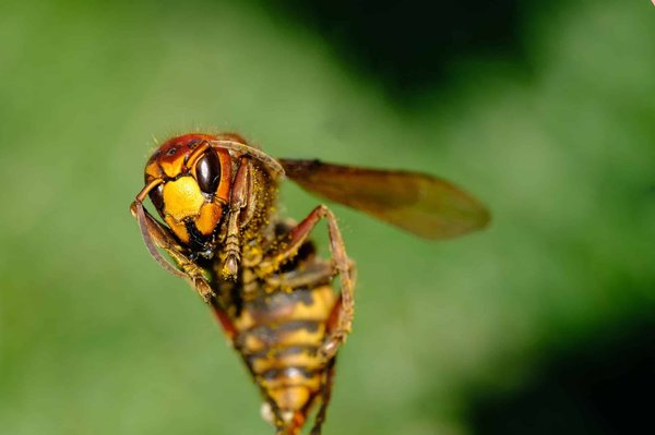 Quelle différence entre abeilles et frelons ?