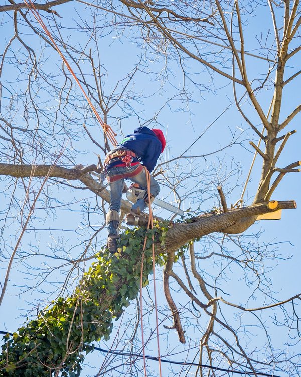 Comment se passe le démontage d'un arbre effectué par un élagueur Montauban ?